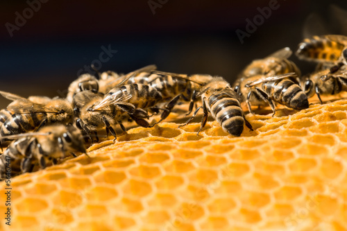 Photo: Macro of working bee on honeycells. Macro of working bee on honeycells.