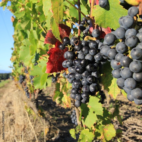 Photo: raisin, grappe, grape, harvesting time, vendanges raisin, grappe, grape, harvesting time, vendanges