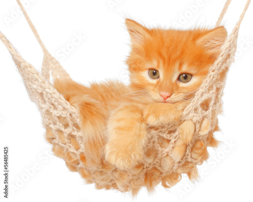 Photo: Cute red-haired kitten in hammock Cute red-haired kitten in hammock
