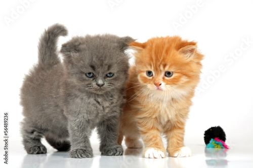 Photo: Zwei kleine Perserkatzen Zwei kleine Perserkatzen