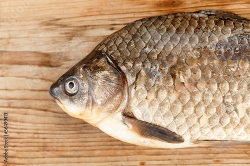 Photo: Crucian carp Crucian carp