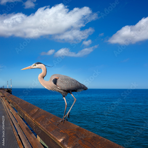 Photo: Blue Heron Ardea cinerea in Newport pier California Blue Heron Ardea cinerea in Newport pier California