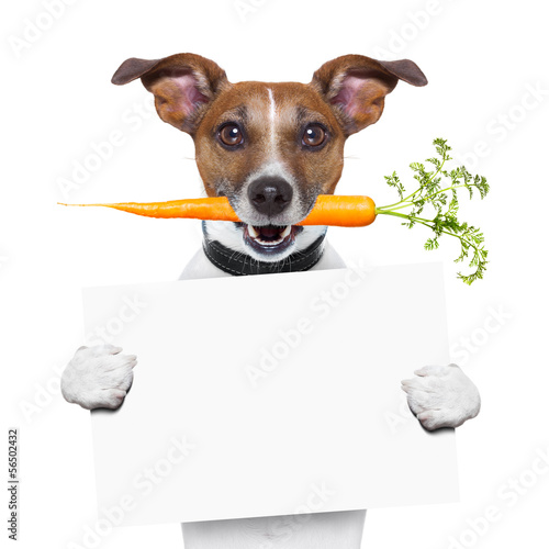 Photo: healthy dog with a carrot healthy dog with a carrot