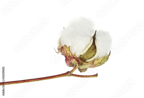 Photo: cotton boll cotton boll