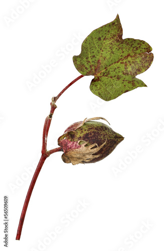 Photo: cotton plant cotton plant