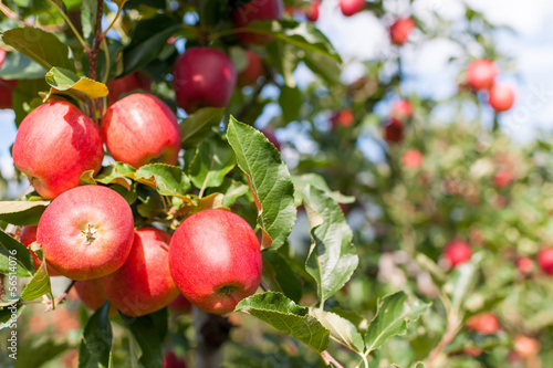 Photo: Apple harvest Apple harvest