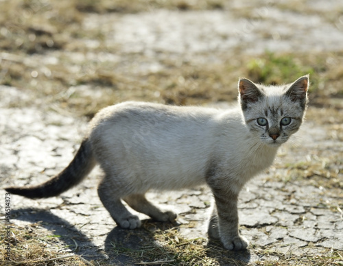 Photo: Young Gray Cat Young Gray Cat