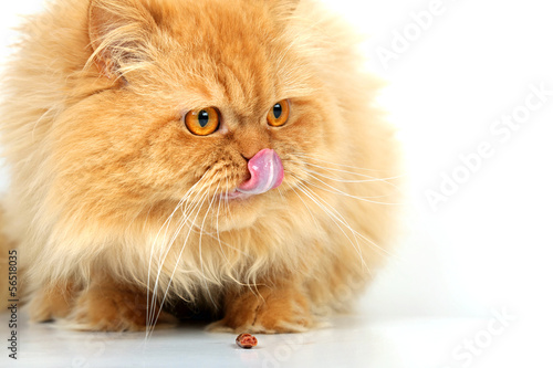 Photo: Perserkatze Perserkatze