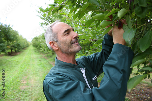 Photo: Farmer picking plums from trees Farmer picking plums from trees