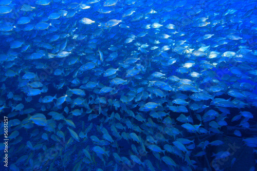 Photo: Fischschwarm im Atlantik Fischschwarm im Atlantik