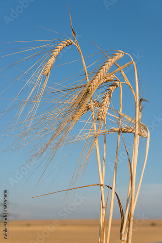 Photo: detail of barley detail of barley