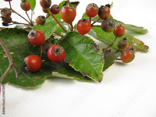 Photo: Mehlbeeren Mehlbeeren