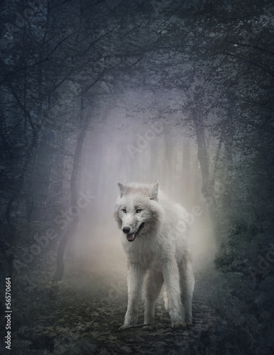 Photo: White wolf White wolf