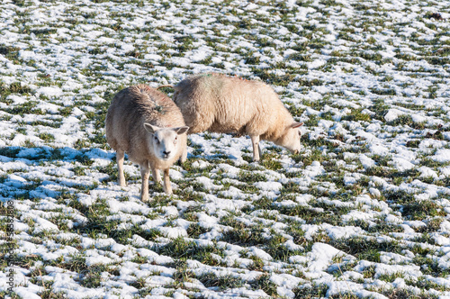 Photo: Marked sheep grazing in a snowy grassland Marked sheep grazing in a snowy grassland