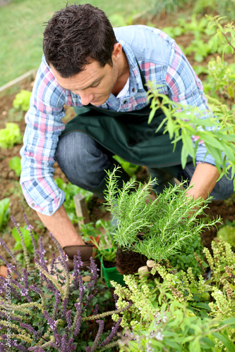Photo: Man in vegetable garden planting aromatic herbs Man in vegetable garden planting aromatic herbs