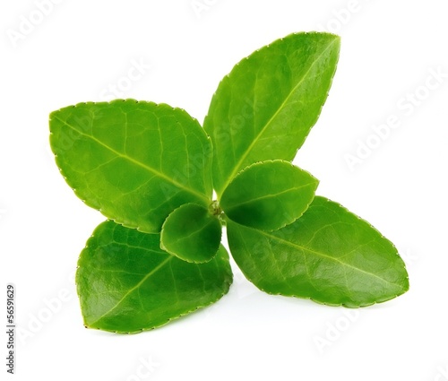 Photo: Tea leaves Tea leaves