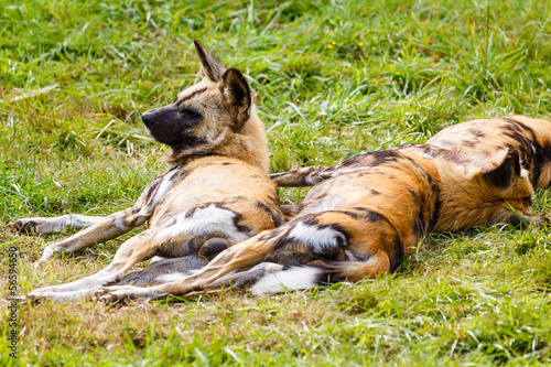 Photo: Afrikaanse wilde hond Afrikaanse wilde hond