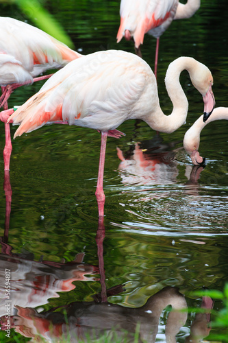 Photo: Europese flamingo Europese flamingo