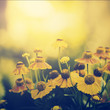 Vintage photo of field of yellow flowers in sunset Vintage photo of field of yellow flowers in sunset