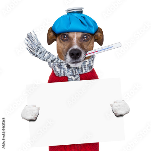 Photo: sick dog with fever sick dog with fever