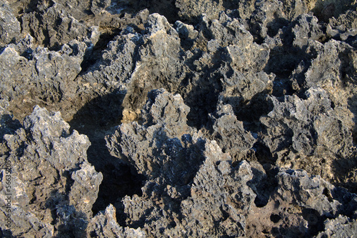Photo: particolare della scogliera a Torre Inserraglio - Salento particolare della scogliera a Torre Inserraglio - Salento