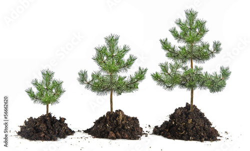 Photo: Growth of pines Growth of pines