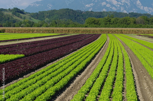 Photo: plantation de salades plantation de salades