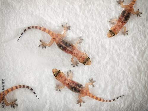 Photo: Geckos Geckos