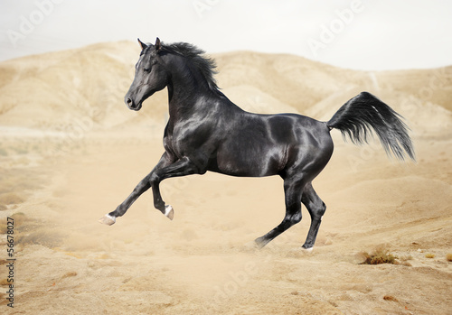 Photo: Purebred white arabian horse in desert Purebred white arabian horse in desert