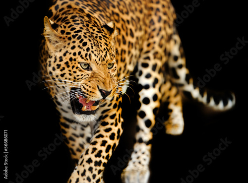 Photo: Leopard Leopard