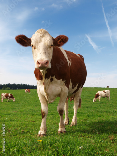 Photo: vache normande vache normande