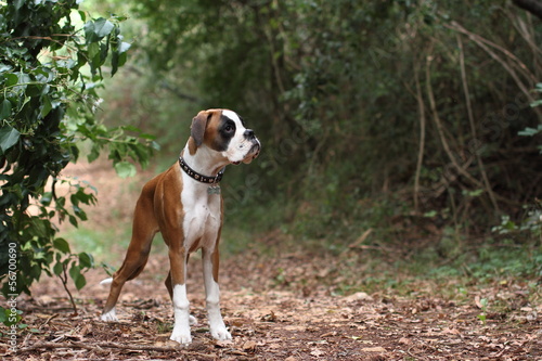 Photo: boxer boxer