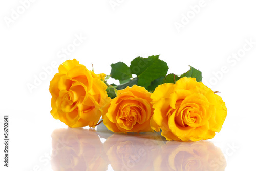 Photo: yellow roses yellow roses