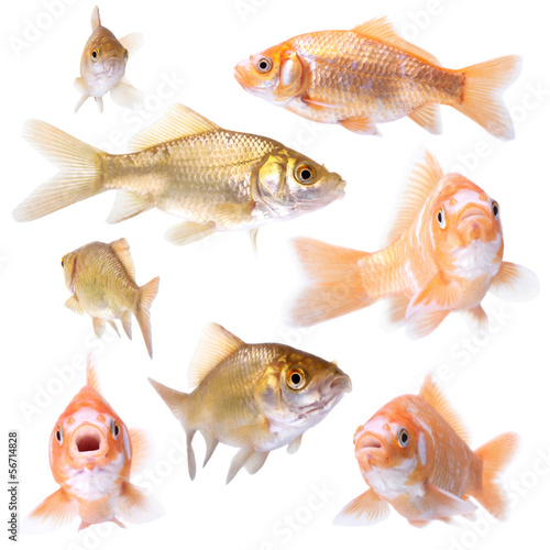 Photo: goldfishg goldfishg