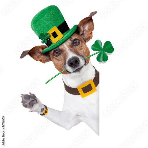 Photo: st. patrick's day dog st. patrick's day dog