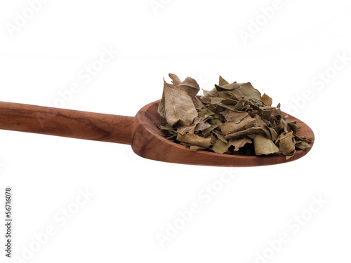 Photo: Curry Leaves Curry Leaves