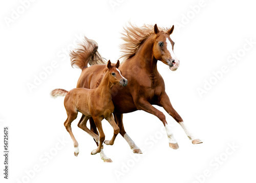 Photo: arab mare with foal running isolated on white background arab mare with foal running isolated on white background