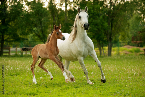 Photo: Mother and Baby Arabian Horses running Mother and Baby Arabian Horses running