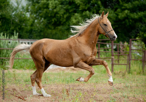 Photo: golden palomino akhal-teke horse runs free golden palomino akhal-teke horse runs free