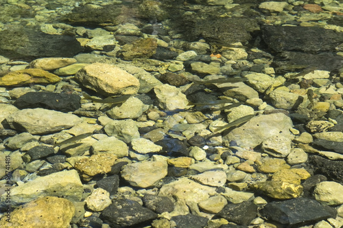 Photo: River. crystal water River. crystal water