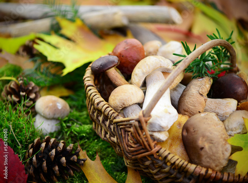 Photo: Waldpilze Waldpilze