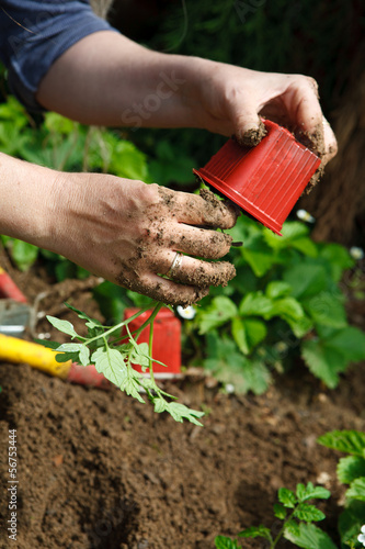 Photo: Culture potager bio Culture potager bio