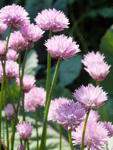 Photo: flowering chives flowering chives