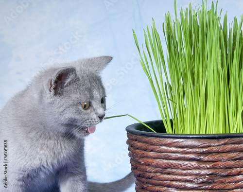 Photo: Katze frisst Katzengras Katze frisst Katzengras