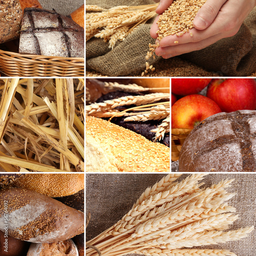 Photo: Bread and harvesting wheat collage Bread and harvesting wheat collage