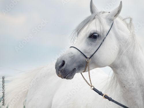 Fototapeta soft portrait of white wonderful arabian stallion at sky backgr