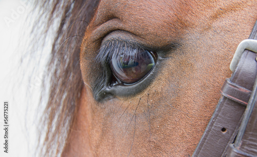 Photo: Equine beauty Equine beauty