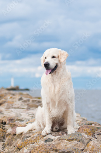 Photo: golden retriever dog golden retriever dog