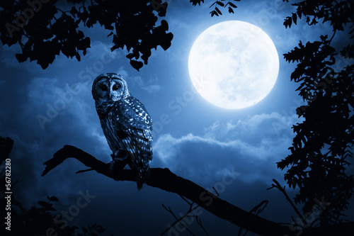 Fototapeta Owl Illuminated By Full Moon On Halloween Night