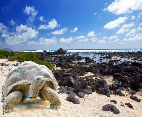 Photo: Large turtle (Megalochelys gigantea) at sea edge Large turtle (Megalochelys gigantea) at sea edge